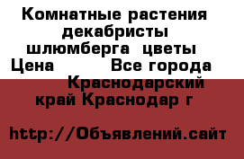 Комнатные растения, декабристы (шлюмберга) цветы › Цена ­ 300 - Все города  »    . Краснодарский край,Краснодар г.